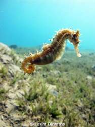 Thorny seahorse drifting over seagrass by Laura Dinraths 